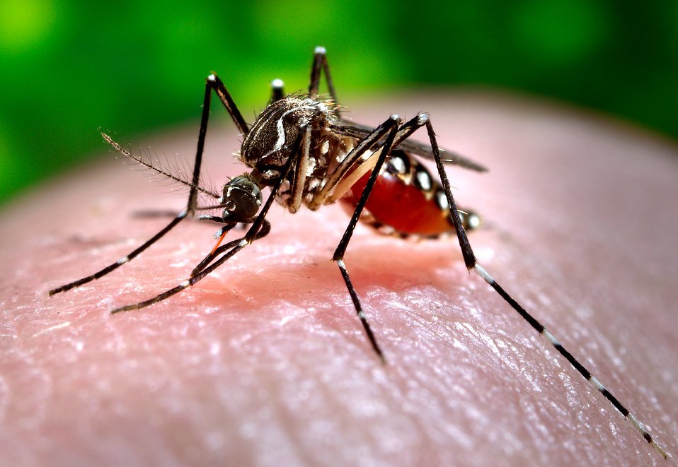 mosquito and tick control Blackstone ma
